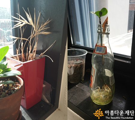 이미 죽은 화분과 목마른 사철나무 꺾꽂이