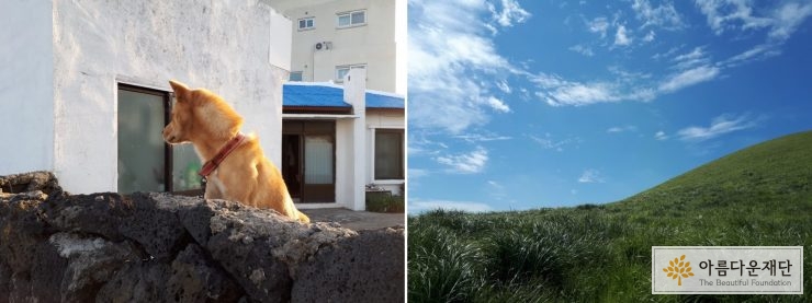 길을 걷다 마주친 멍멍이, 그리고 너른 들판