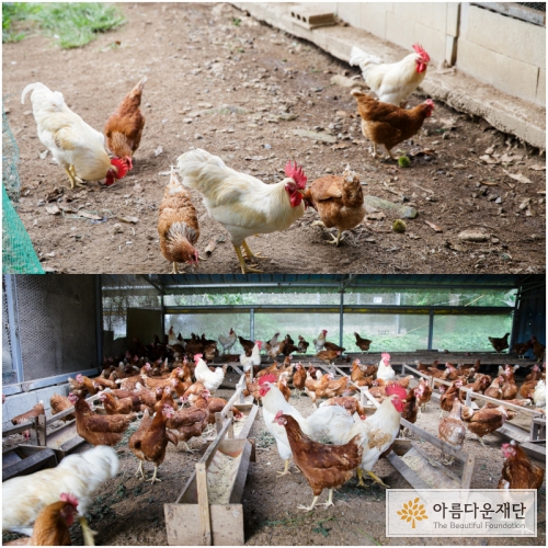 야마시기 농법으로 운영 중인 양계장에 닭들이 건강한 모습으로 서있다.