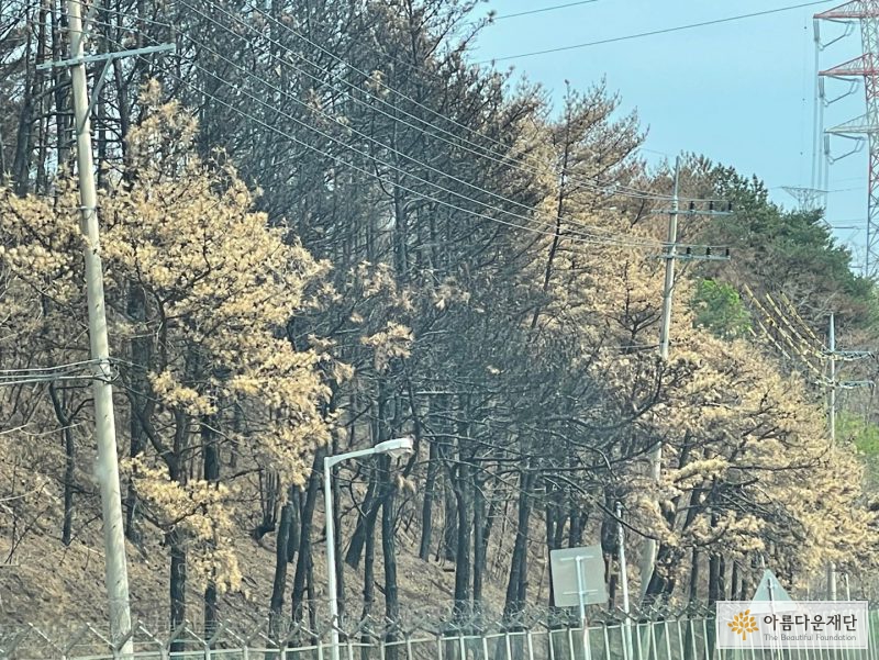 차창 밖으로도 보이는 산불 흔적, 잎이 노랗게 변한 나무는 모두 고사한 상태