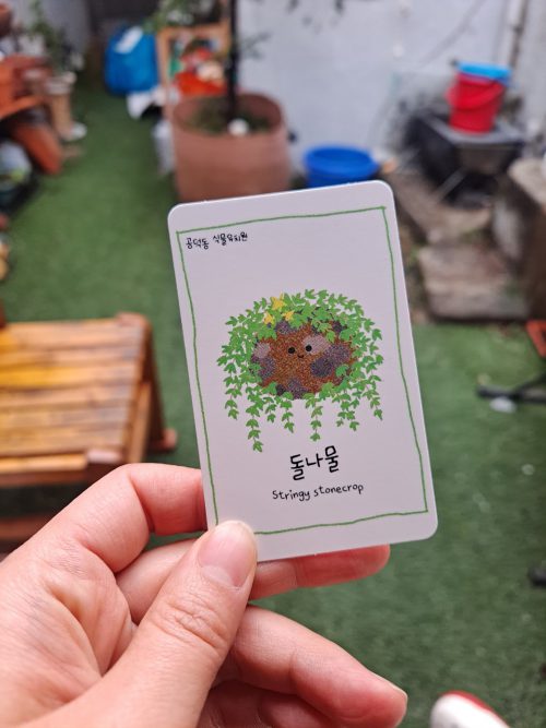 작은 카드에 돌나물이라 적혀있고, 가운데에는 동그란 돌 위에 풀이 자라난 그림이 그려져 있다. 