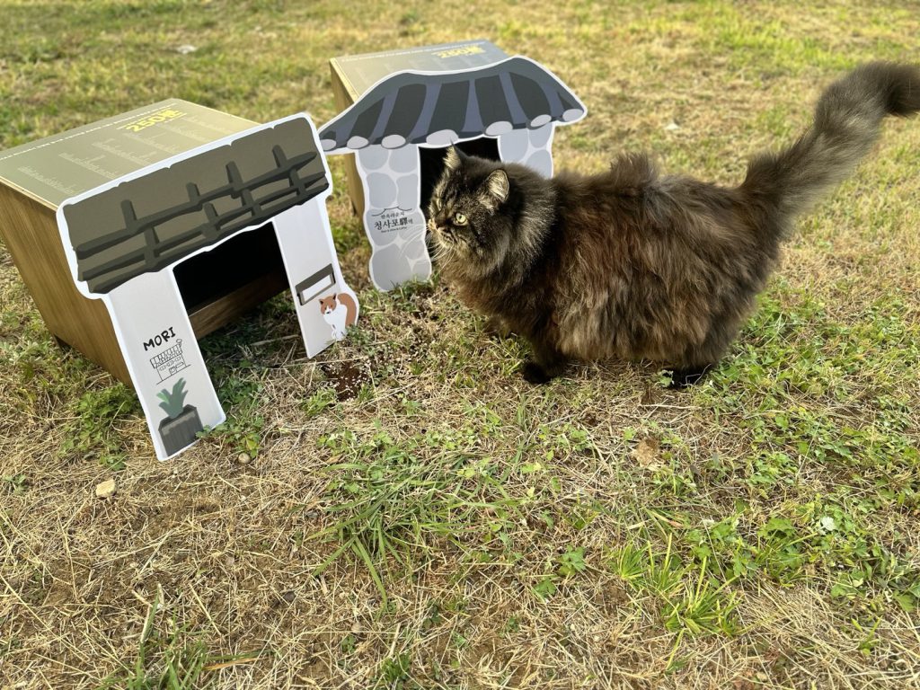 고양이 한 마리가 한옥 모양으로 만들어진 고양이 급식소 앞에 있다. 