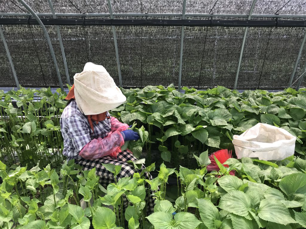 경남 밀양의 깻잎 밭에서 캄보디아 이주노동자가 깻잎을 수확하고 있다. 하루 9~10시간씩 쪼그려 앉은 자세로 깻잎을 딴다. ⓒ우춘희