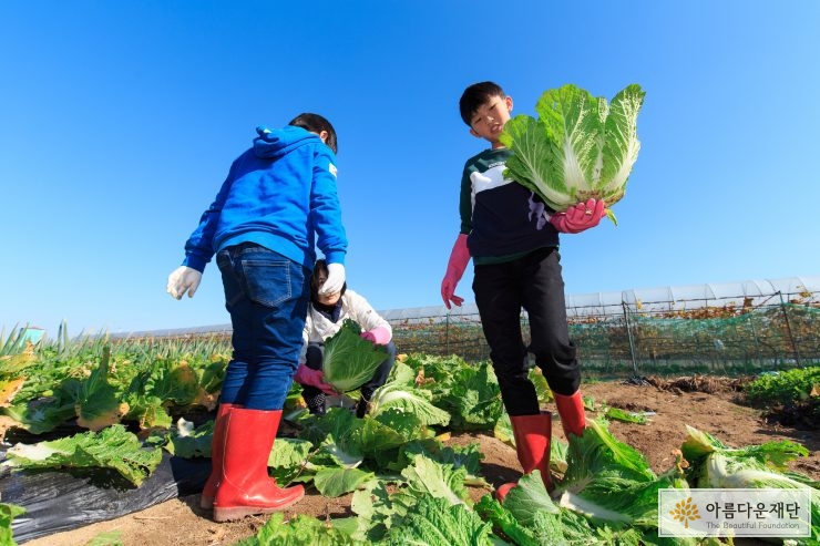 배추를 수확하고 있는 소년 둘