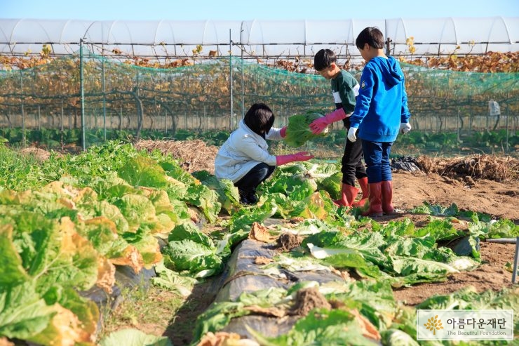 영차영차 배추 나르기