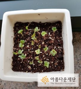 임현주 기부자의 래디시 화분