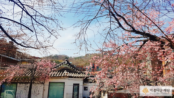 서촌 벚꽃 풍경