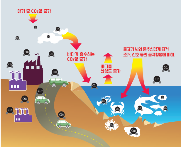 [해양산성화 과정 / 사진출처 : 녹색연합]