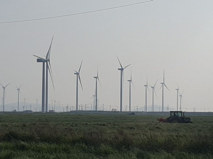 전남 영광의 풍력발전기들. 벼 밭이 너르게 펼쳐져 있고 너머로 풍력발전기가 줄지어 있다.