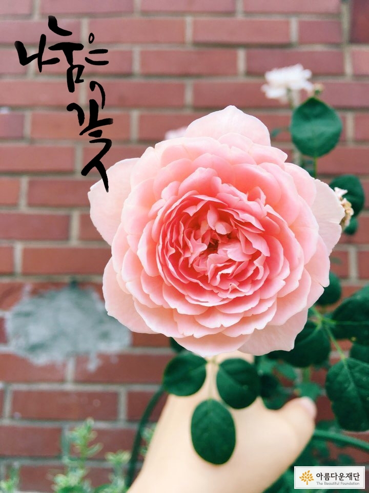 나눔은꽃사진