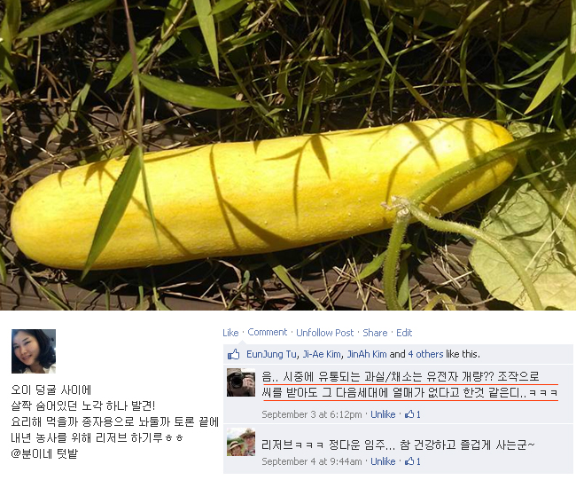 오이 덩굴 사이에  살짝 숨어있던 노각 하나 발견! 요리해 먹을까 종자용으로 놔둘까 토론 끝에  내년 농사를 위해 리저브 하기루ㅎㅎ  @분이네 텃밭